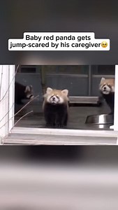 Did you know red pandas are actually doing better in captivity than in the wild? In zoos and conservation centers, they’re protected from predators, habitat loss, and poaching. They get regular food, medical care, and a safe environment, which helps them live longer and breed more successfully compared to their wild counterparts. Credit unknown Please DM us for credit #animals #cuteanimals #animallovers #redpanda #redpandalovers #babyredpanda #cutebabyredpanda #babyredpandalove | Wildlife & Anim