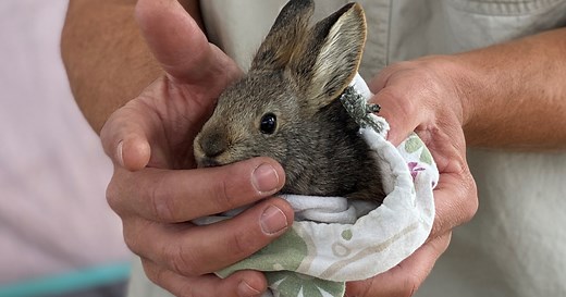 Columbia Basin Pygmy Rabbit Recovery | U.S. Fish & Wildlife Service