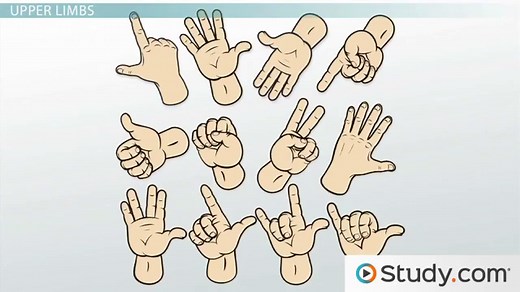 Appendicular Skeleton | Definition, Function & Anatomy