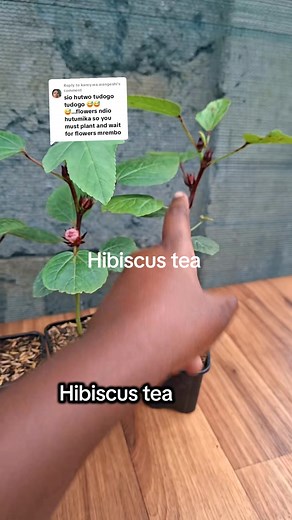 How to Harvest Hibiscus for Tea: Step-by-Step Guide