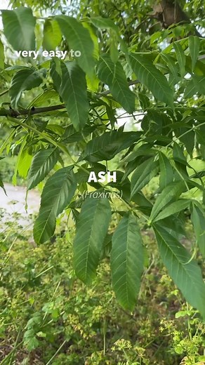 8.3K views · 337 reactions | #Ash tree with its #Ashkeys which are the young seeds. When they’re still soft and not fully formed they can be pickled. Ash is a fantastic tree, often very tall and thin but very strong! Used for #cricket stumps! . . . . #trees #uktrees #folklore #vikings #odin #yggdrasil #medicinalplants #naturalremedies #edibleplants #wildfood #ukforagers #ukforager #forage #foraging | Eat The Country | Facebook
