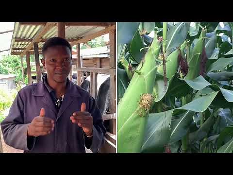 Step by step in Maize Silage making process
