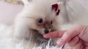Tiny Teacup Pomeranian Puppies | Teacup Puppies & Boutique