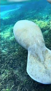 Manatee Month #manatees