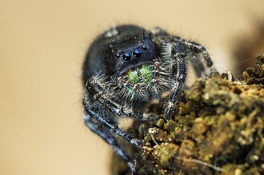 Spider Predators: What Eats Spiders?