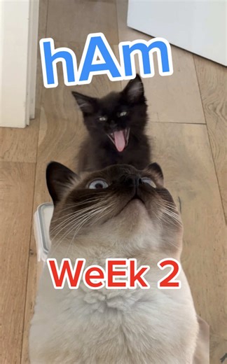 Merv and Ham: Adorable Cat Moments