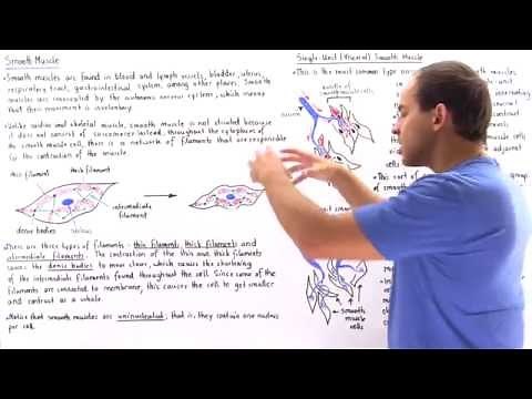 Smooth Muscle