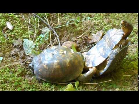 Box Turtles Mating! Graphic! Part 1 of 3
