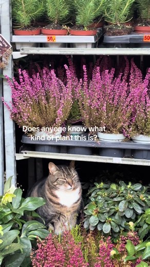 Identifying the Strange Flower: Meowgnolia