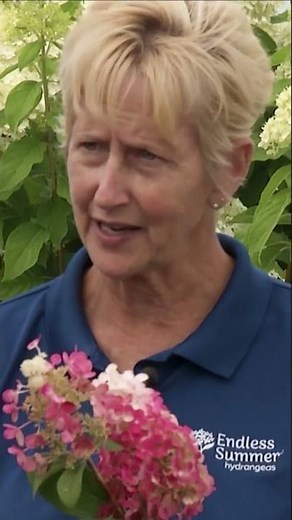 Hydrangeas varieties you can plant!