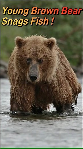Young Brown Bear Snags a Fish in Katmai National Park!