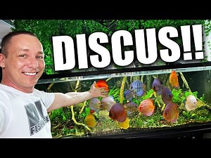 Building the ULTIMATE discus fish aquarium!! the king of DIY