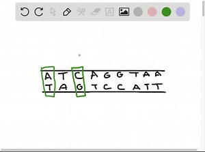 SOLVED:Describe the structure and complementary base pairing of… | Numerade