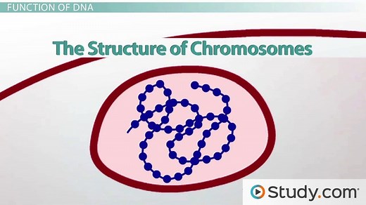Chromosome Structure, Composition & Location