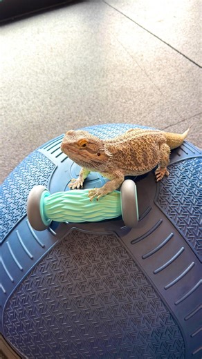 These three simple OT exercises do so much more than get kids moving. They strengthen the brain–body connection-especially for kids who need extra support with focus, coordination, and regulation. Why I love these: 🧠 Encourage crossing the midline 🧠 Build bilateral integration 🧠 Improve core stability 🧠 Support integration of retained primitive reflexes 🧠 Help regulate the sensory system Incorporate them daily to boost learning, behavior, and foundational skills like reading and writing. | 