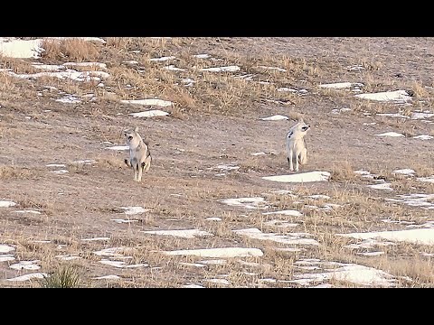 2 Coyotes with one shot! Most EPIC 4K Predator Hunt ever! Predator Hunting: SUPPRESEED "TRIGGERED"