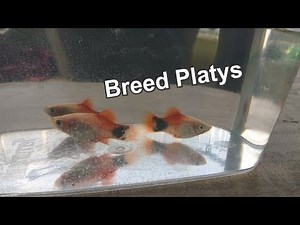 How To Breed Platy