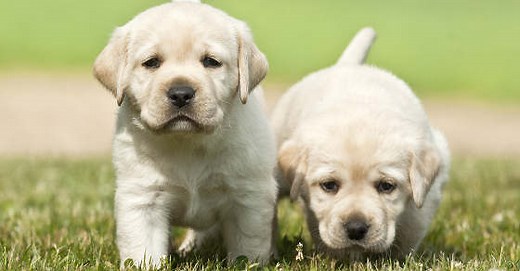 Feeding Your Labrador Puppy: How Much, Diet Charts And The Best Food