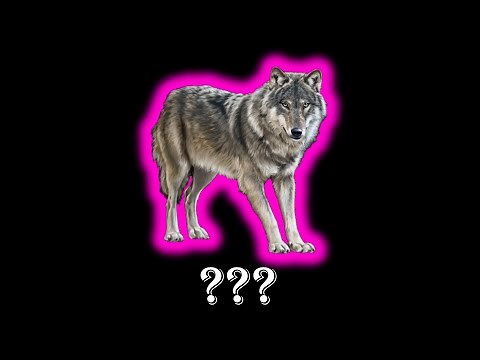 8 Wolf Howling "AWOOO" Sound Variation in 27 Seconds