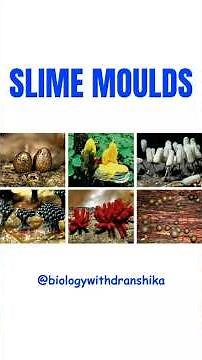 Slime Moulds — nature’s fascinating recyclers! 🌿 #slimemold #decomposer #consumer