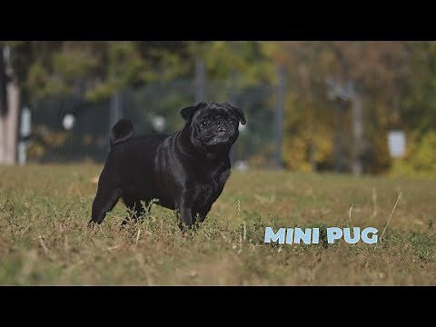 Mini Pug: The Complete Breed Guide [4k Video]