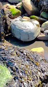 55K views · 588 reactions | HUGE Rock CRACKED For Fossils! | Archeology Usa | Facebook