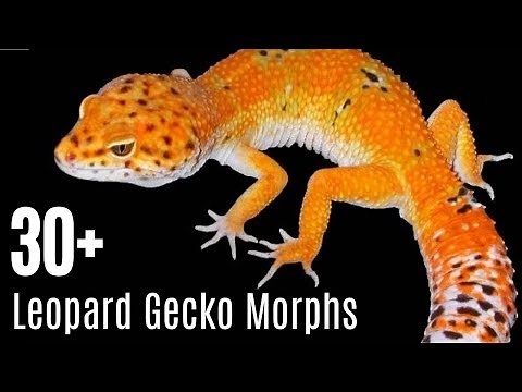 Leopard Gecko Morphs