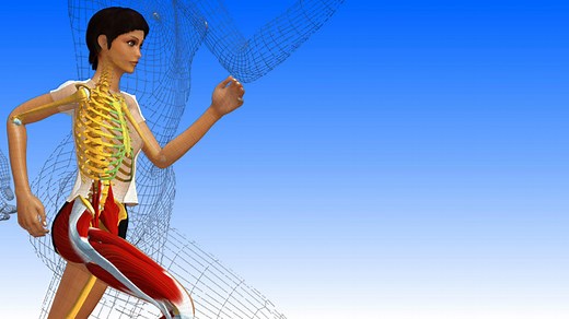 Anatomie 3D : voir et comprendre le corps humain -