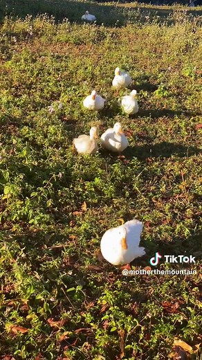Tiny ducks waddling to their mummas arms 🐥🌞 #ducks #ducksoftiktok #cuteanimals