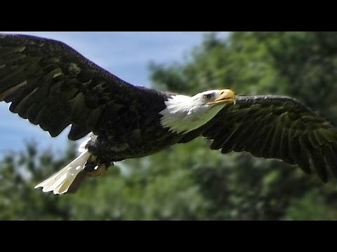 Bald Eagle Slow Motion Flying Display & Close Up - Birds of Prey