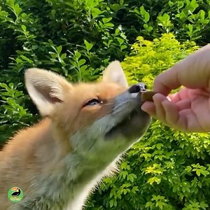 288K views · 22K reactions | This Family Has a Pack of London Urban Foxes Living in Their Backyard!! | Animals Doing Things | Facebook