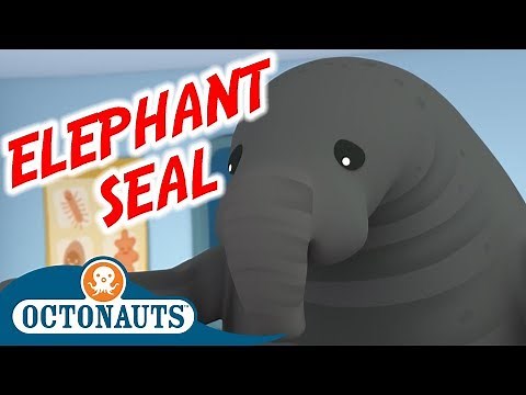 Octonauts - The Enormous Elephant Seal | Full Episode | Cartoons for Kids