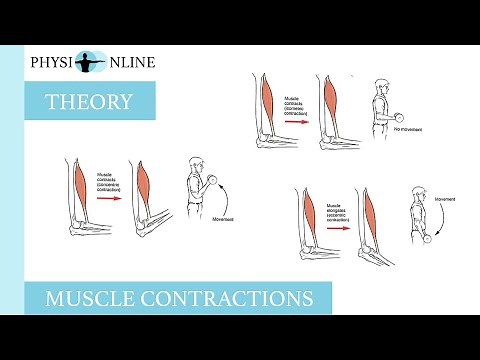 Muscle contractions (concentric, eccentric and isometric)