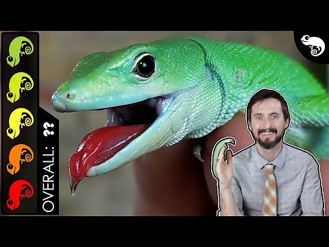 Green Keel-Bellied Lizard, The Best Pet Lizard?