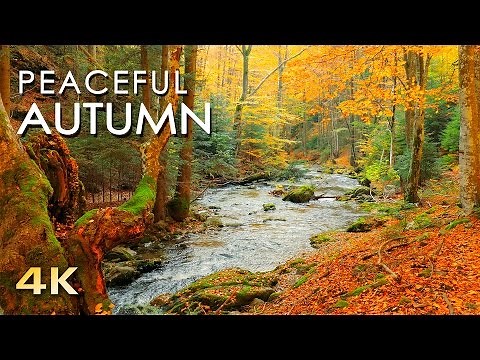 4K Autumn Forest - Relaxing Nature Video & River Sounds - NO MUSIC - 1 hour Ultra HD 2160p