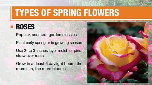 Types of Spring Flowers