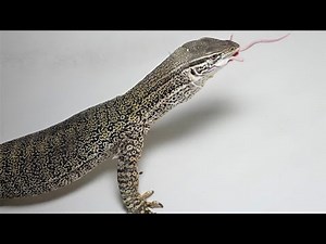 Monitor lizard eats some mice