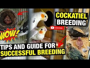 HOW TO BREED COCKATIEL
