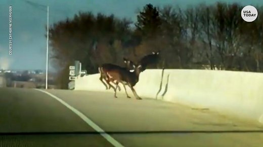 Here's why a herd of deer jumped to their death