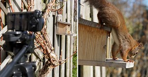 How To Make a Photo Trap With a Raspberry Pi and a Sony Alpha