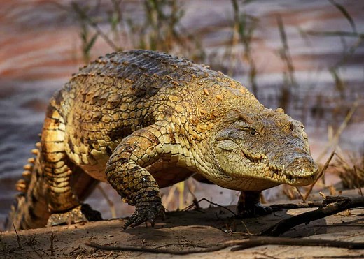 How Fast Can a Crocodile Run? (And Why You Don't Need to Be Scared) | Storyteller Travel
