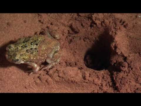 The Spadefoot Toad