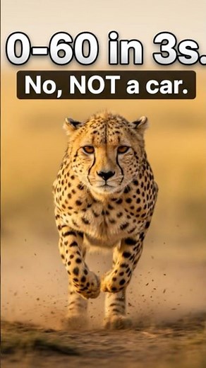 How Fast Can a Cheetah Really Go?