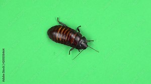 Madagascar cockroach crawls. Green screen. View from above