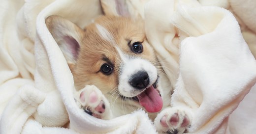 26 Calm Dog Breeds That Make the Best Couch Potato Champs