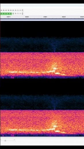 BIGFOOT VOCALIZATION AUDIO RECORDINGS FROM THE UWHARRRIE NATIONAL FOREST #bigfoot #nature