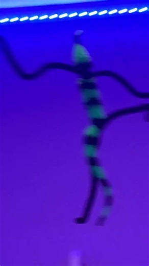 Exploring the Fascinating World of Worm on a String