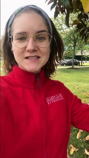 Magnolias Dropping Leaves