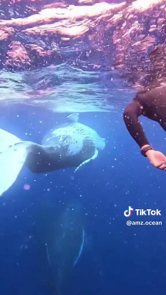 You can actually communicate with humpback whales 🐋🌊 #amazingocean #fyp