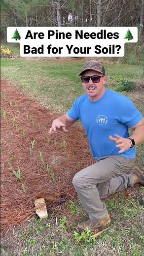 Are Pine Needles Bad for Your Soil? 🌲